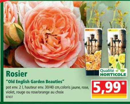rosier "old english garden beauties"