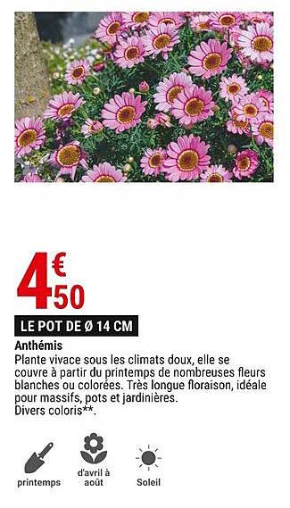 anthémis