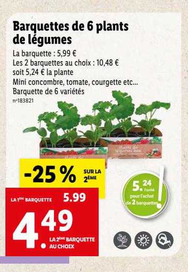 barquettes de 6 plants de légumes
