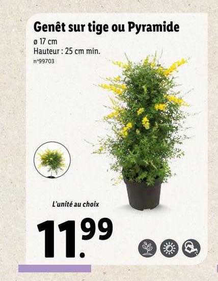 genêt sur tige ou pyramide