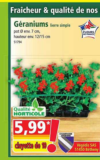 géraniums lierre simple