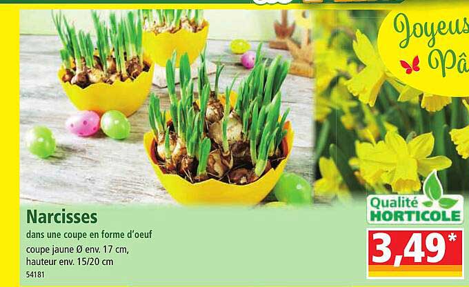 narcisses dans une coupe en forme d'œuf