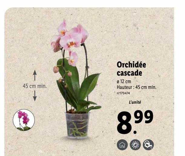 Orchidée Cascade