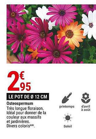 Osteospermum
