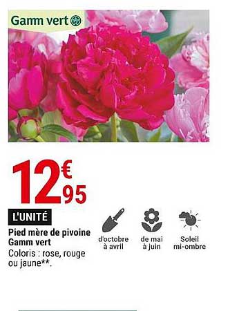 pied mère de pivoine gamm vert