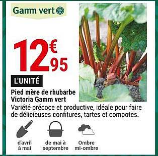 pied mère de rhubarbe victoria gamm vert