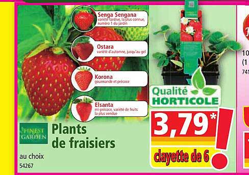 plants de fraisiers finest garden