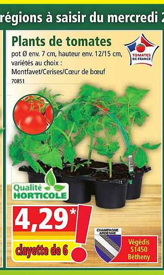 plants de tomates