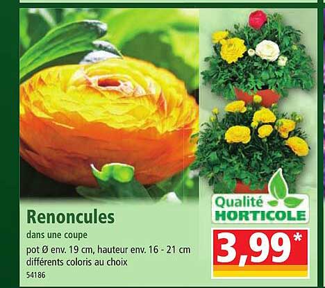 renoncules dans une coupe