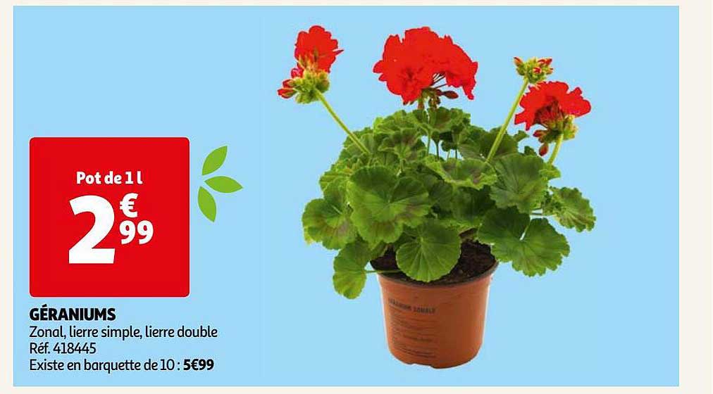 géraniums