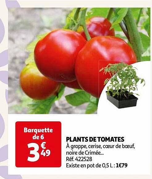 plants de tomates