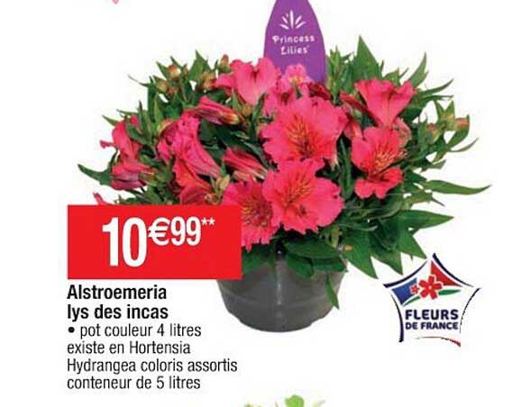 alstroemeria lys des incas