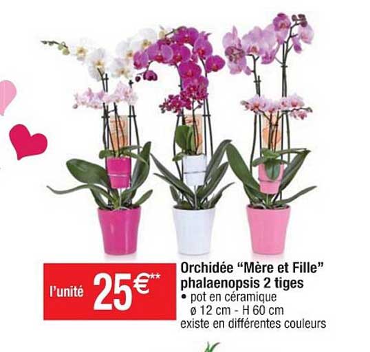 orchidée "mère et fille" phalaenopsis 2 tiges