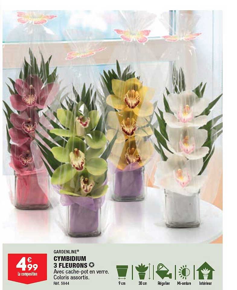 cymbidium 3 fleurons gardenline