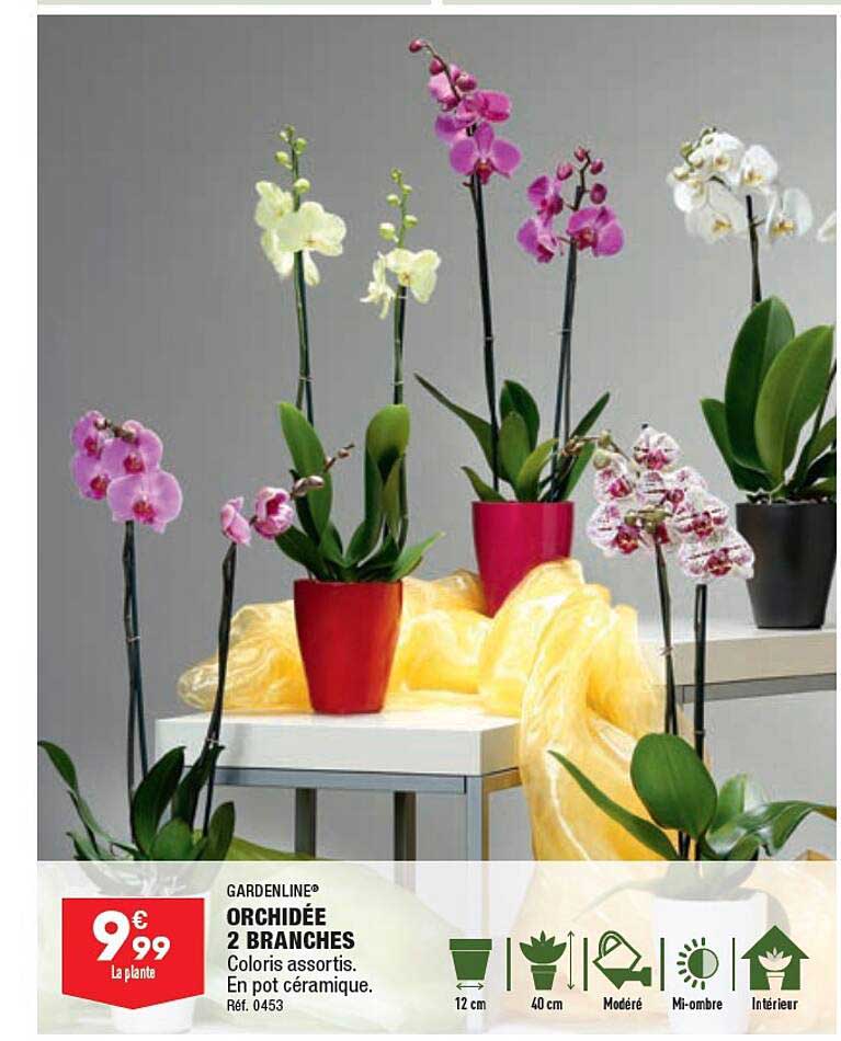 Orchidée 2 Branches Gardenline
