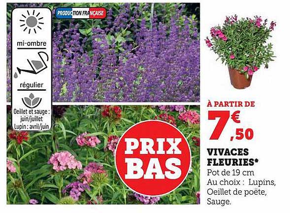 vivaces fleuries