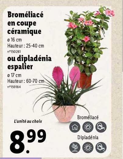 broméliacé en coupe ou dipladénia espalier