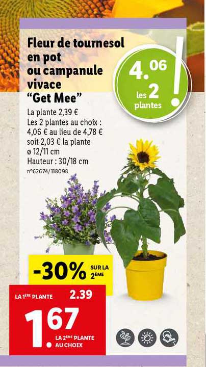 fleur de tournesol en pot ou campanule vivace "get mee"