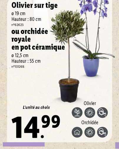 olivier sur tige ou orchidée royale en pot céramique