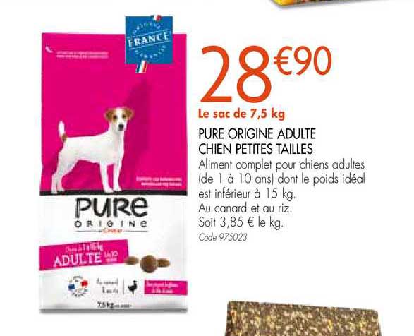 pure origine adulte chien petites tailles