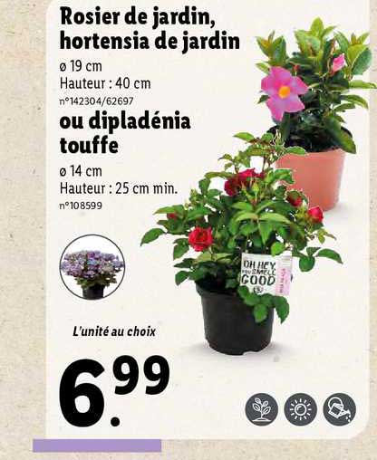 rosier de jardin, hortensia de jardin ou dipladénia touffe