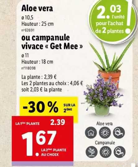 aloé vera ou campanule vivace «get mee»