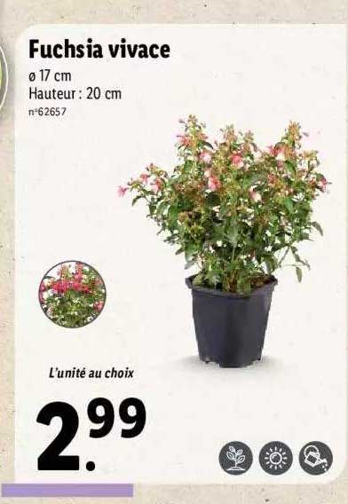 fuchsia vivace