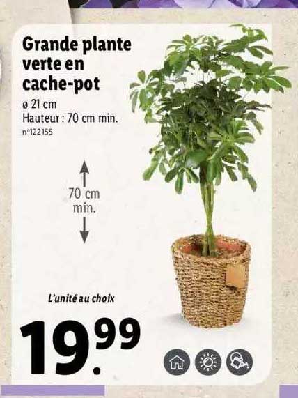Grande Plante Verte En Cache-pot