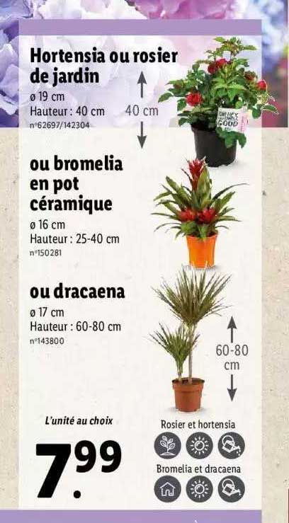 Hortensia Ou Rosier De Jardin Ou Bromelia En Pot Céramique Ou Dracaena