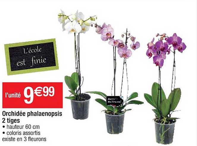 Orchidée Phalaenopsis 2 Tiges