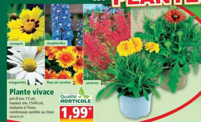plante vivace
