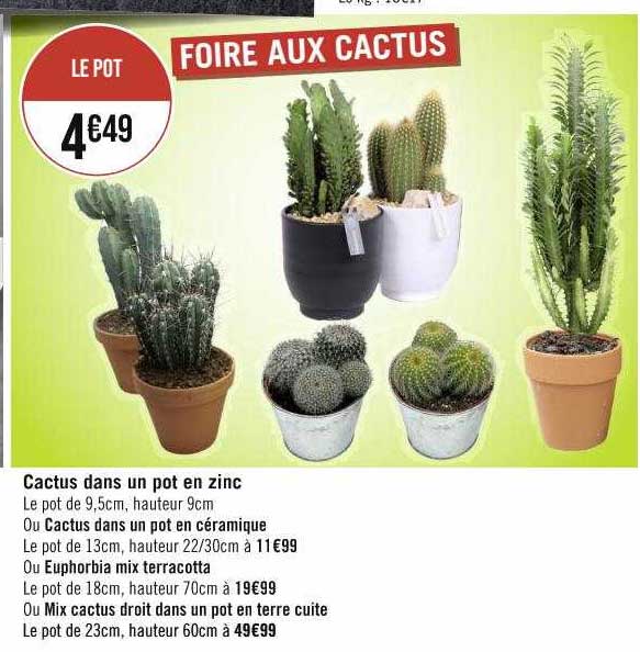 cactus dans un pot en zinc
