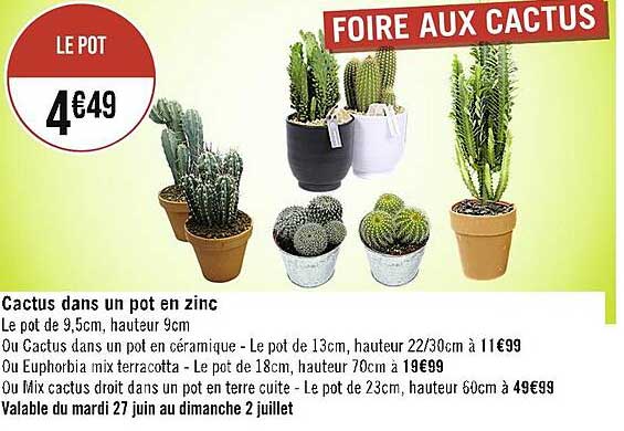 cactus dans un pot en zinc