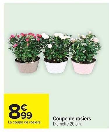 Coupe de rosiers