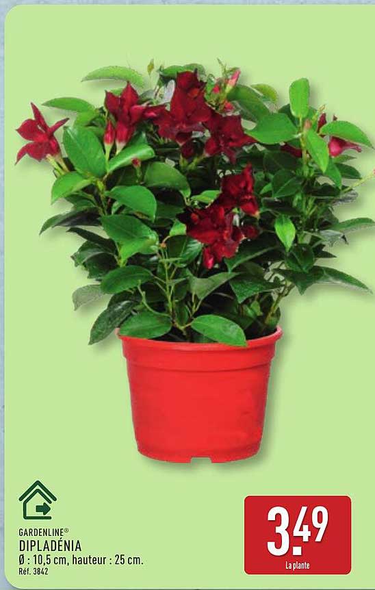 GARDENLINE DIPLADÉNIA