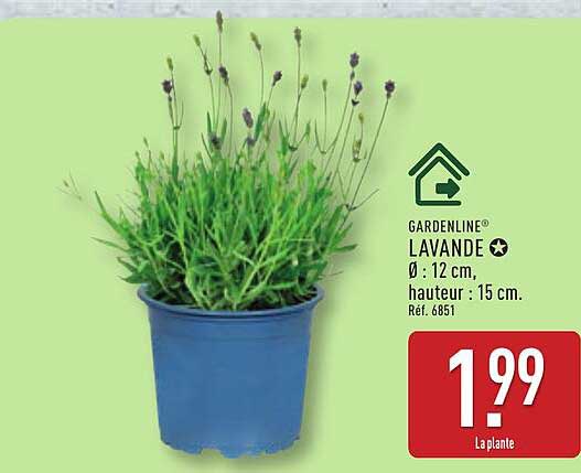 GARDENLINE LAVANDE