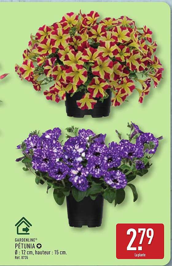 GARDENLINE PÉTUNIA
