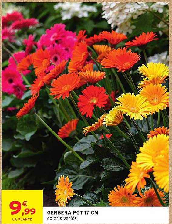 GERBERA POT 17 CM