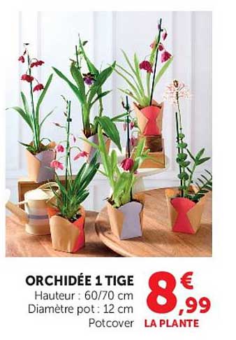 ORCHIDÉE 1 TIGE