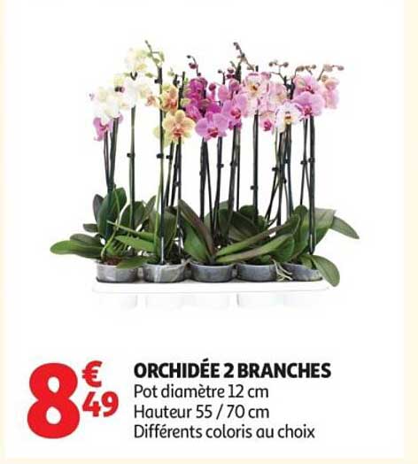 ORCHIDÉE 2 BRANCHES