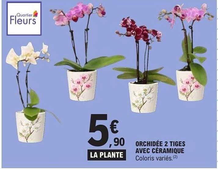 ORCHIDÉE 2 TIGES AVEC CÉRAMIQUE