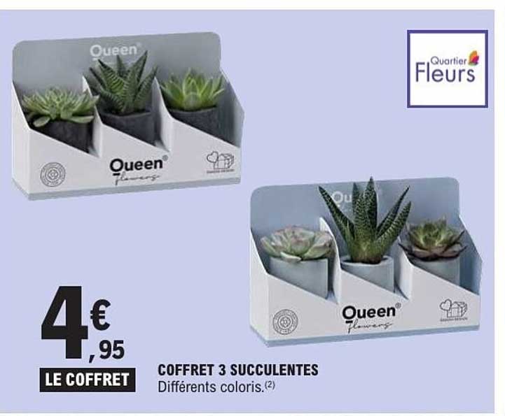 Queen Coffret 3 succulentes