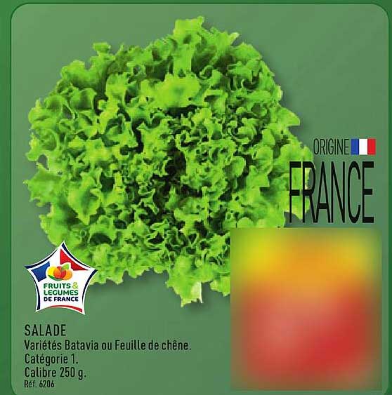 SALADE Variétés Batavia ou Feuille de chêne