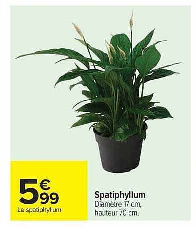 Spatiphyllum