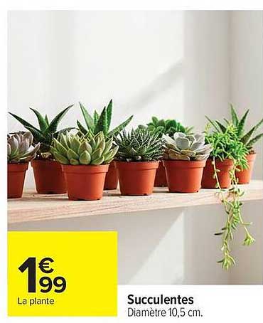 Succulentes