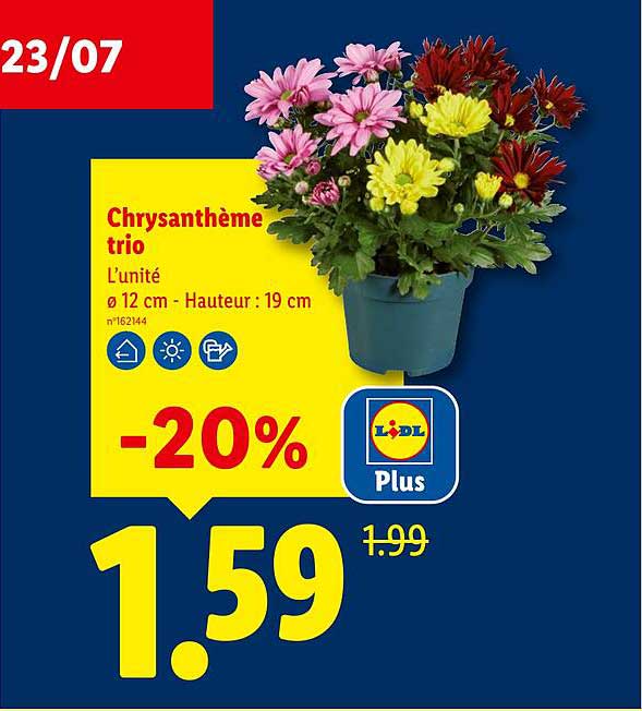 Chrysanthème trio