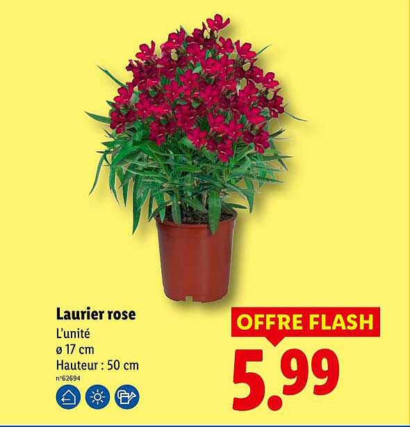 Laurier rose
