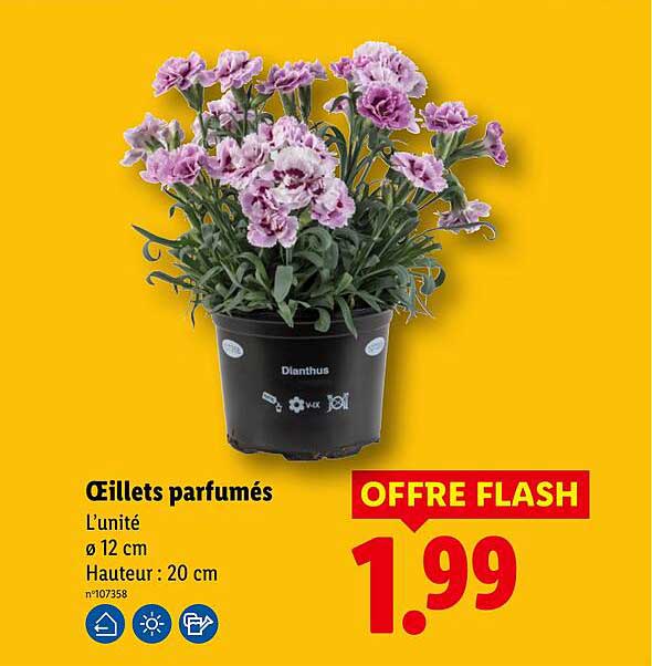 Œillets parfumés