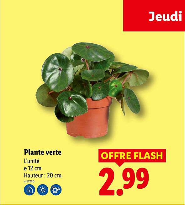Plante verte