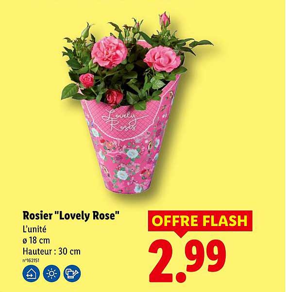 Rosier "Lovely Rose
